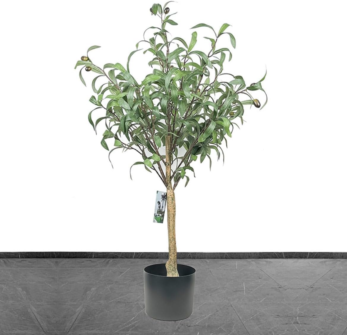 22d ハオルチア 多肉植物 水晶101錦 自家繁殖 22d ハオルチア 多肉植物